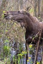 Single female Moose - Eurasian Elk Ã¢â¬â in a forest thicket near